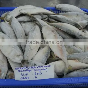 Indian Mackerel thumbnail-1