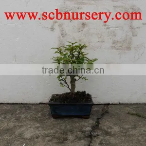 Zanthoxylum Bonsai Ball 15cm thumbnail-1