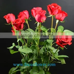 Export Fresh Cut Roses Flowers Carola Rose Flower From Kunming Rose-wholesale thumbnail-3
