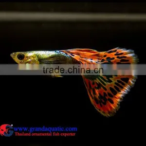 Crobra Guppy Fish for Sale to Aquarium Fish Importer thumbnail-1