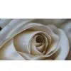 Modern Style Oil Painting of Flower-1 thumbnail-1