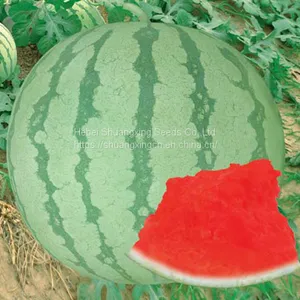 TAW Seedless F1 Hybrid Watermelon Seed Green RED thumbnail-1