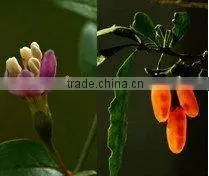 Compound Medlar Massage Oil thumbnail-1