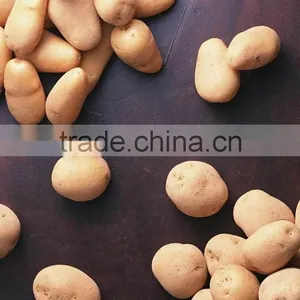 Holland Fresh Potato thumbnail-1