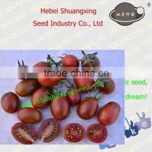 SXTS No.1428 Processing Type Purple Skin Tomato Seed thumbnail-1