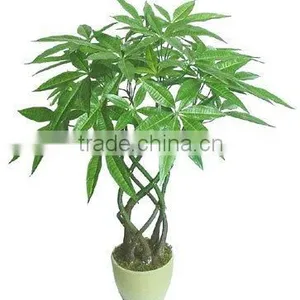 Artificial Fortune Bamboo+ thumbnail-1