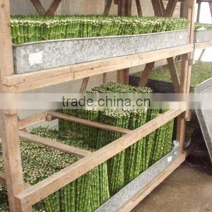 Indoor Plants 50cm Straight Lucky Bamboo Decorative Plant thumbnail-2