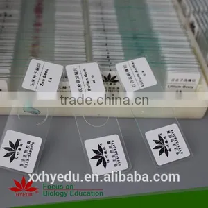 Lab Prepared Slides , Glass Prepared Slides,science Prepared Slides thumbnail-3