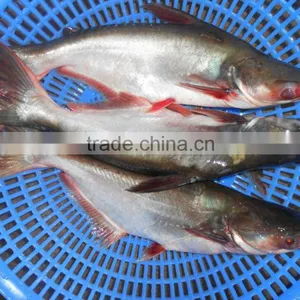 FROZEN PANGASIUS WHOLE ROUND thumbnail-1