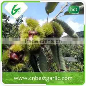 Organic Chestnut Price per kg thumbnail-6