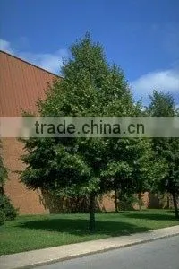 Tillia Cordata Greenspire Plant thumbnail-1