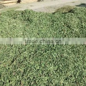 Stevia Leaf for Tea (RA70%) thumbnail-1