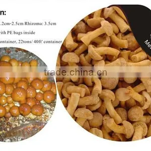 Frozen Nameko Mushroom/ IQF Nameko Food thumbnail-2