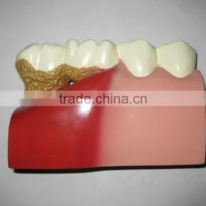OEM Anatomical Cardiopulmonary Model/anatomical Model/teeth Model/eyes Model/plastic Organ Model thumbnail-3