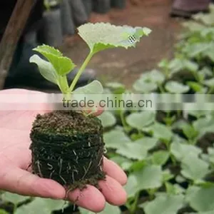 Cheap Price Custom Hot Sell Hydroponic Seedling Rice Seedling Tray thumbnail-4
