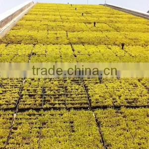 Plastic Rooftop Planter System Roof Landscaping thumbnail-5