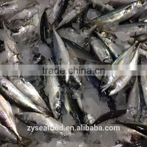 New Arrival Competitive Price Frozen Mackerel thumbnail-4