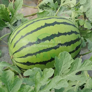Medium Mature Large Fruit Watermelon Seedless Watermelon Watermelon Seeds Wholesale Suppliers thumbnail-5