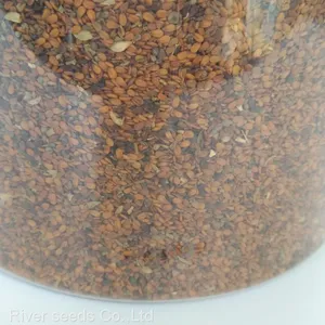 100g Bulk Supply Hybrid Mature Black Yellow Maca Seeds for Planting thumbnail-1