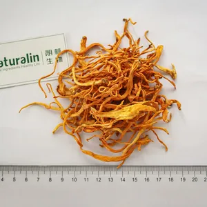 Cordyceps Extract thumbnail-5