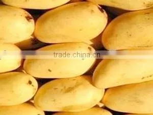 Best Quality Fresh Mango thumbnail-2