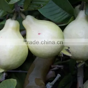Guava thumbnail-1