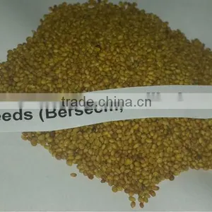 Clover Seeds thumbnail-1