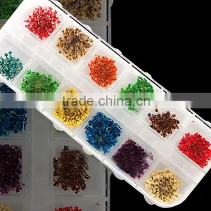 H1-033 12COLORS LACE DRY FLOWER ,Real Dry Flower thumbnail-1