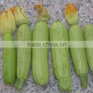 Zucchini thumbnail-1