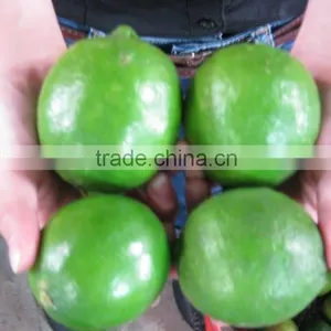 Product Quality of Hkvimex Viet Nam Lemon thumbnail-2