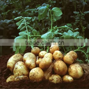 Potatos thumbnail-1