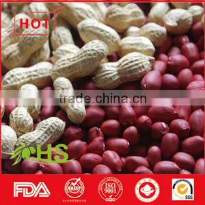 Blanched Peanut Kernel/Peanuts in Red Shell/Peanut Kernels thumbnail-4
