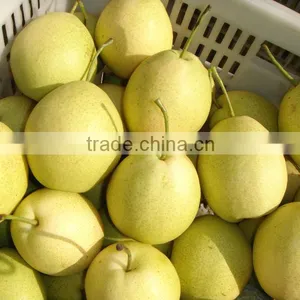 Fresh Shandong Pear 60-70-80 in 15kg Carton thumbnail-1