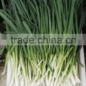 Frozen 2015 Spriing Crop Scallions thumbnail-4