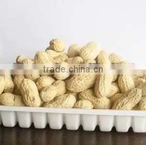Good Quality Peanut in Selling thumbnail-1