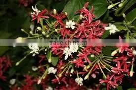 Quisqualis Indica Plena Quisqualis Double Double Rangoon Creeper thumbnail-1