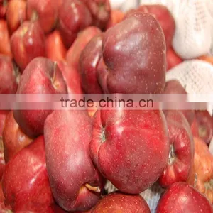 High Quality Delicious Huaniu Apple Fresh Apple for Sale With Reasonable Price thumbnail-2