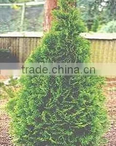Thuja O. Smaragd Plant thumbnail-1
