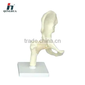 Human Hip Joint thumbnail-1
