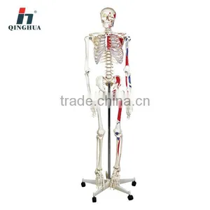 Model of Human Skeleton 170cm thumbnail-1