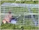 Rabbit Trap thumbnail-1