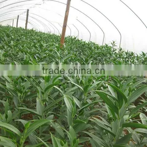 Single-Span Agricultural Greenhouses Film for Small Size Tomato thumbnail-1