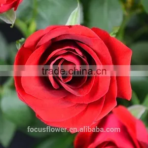 2016 Kunming Fresh Cut Flowers Fresh Cut Roses Wholesale Price thumbnail-2