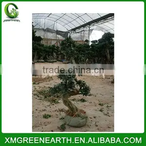 Ficus Microcarpa S Shape 1-1.2m thumbnail-2