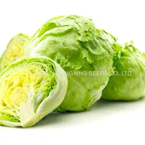 Hybrid Iceberg Lettuce Seeds With Competitive Price thumbnail-1