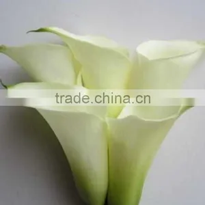 New Stylish Calla Lily Flower for Decor thumbnail-2
