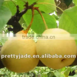 Big Size Fresh Pear thumbnail-1