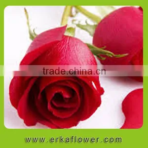 Good Smell 2016 Hot Sale New Added Flower Product Rose thumbnail-2