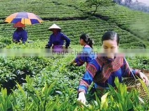 Vietnamese Green Tea 2015 thumbnail-2