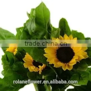 Good Smell Peonies Cut Flowers Chinese Sunflower From Kunming thumbnail-5